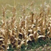 Bachmann Dried Corn Stalks (30 Per Pack) -Bachmann shop BAC32503