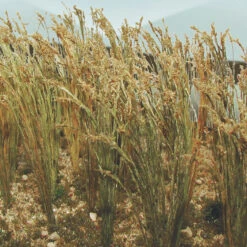 Bachmann Wheat - 1" Tall (40 Per Pack)